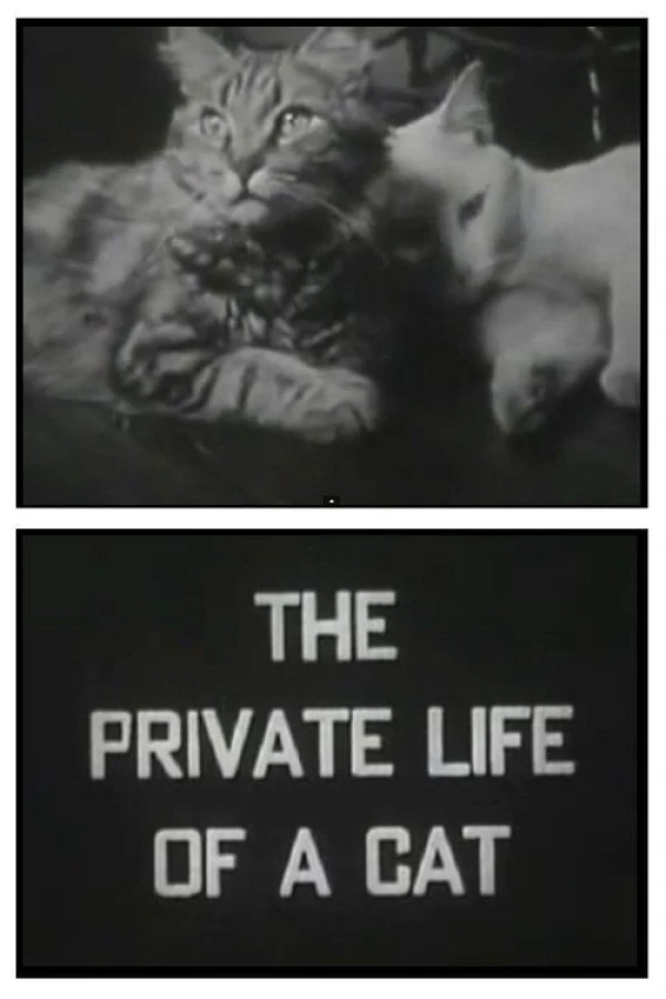 The Private Life of a Cat Poster