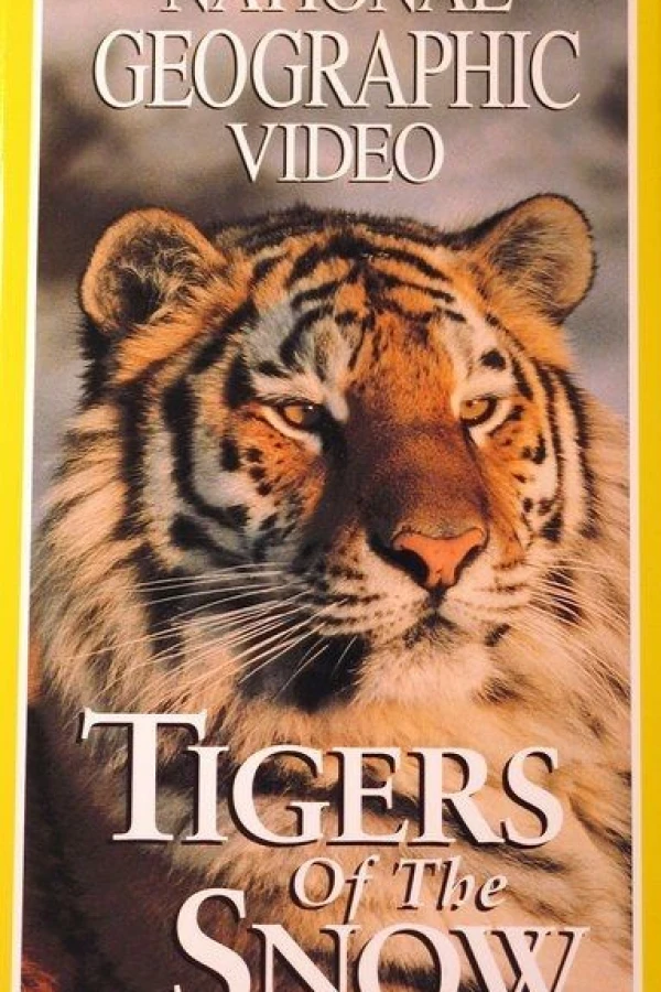 National Geographic: Tigers Of The Snow Poster